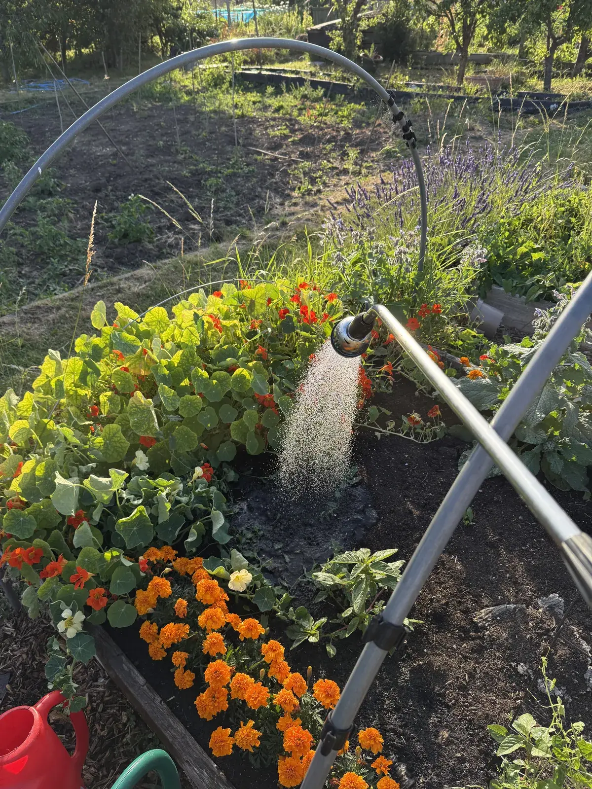 Watering marigolds and nasturtiums on the allotment with a long lance in the golden evening light