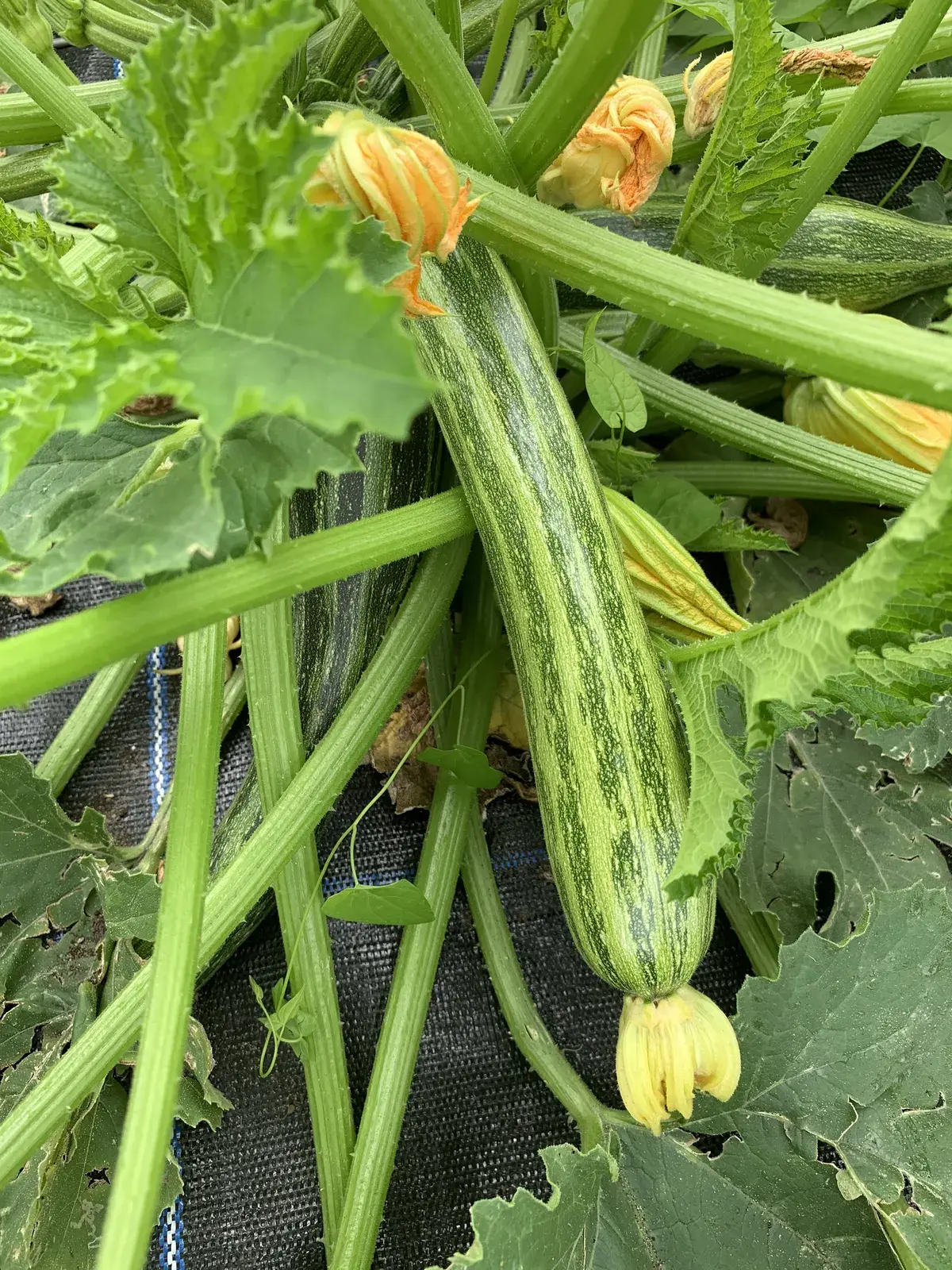 Courgettes