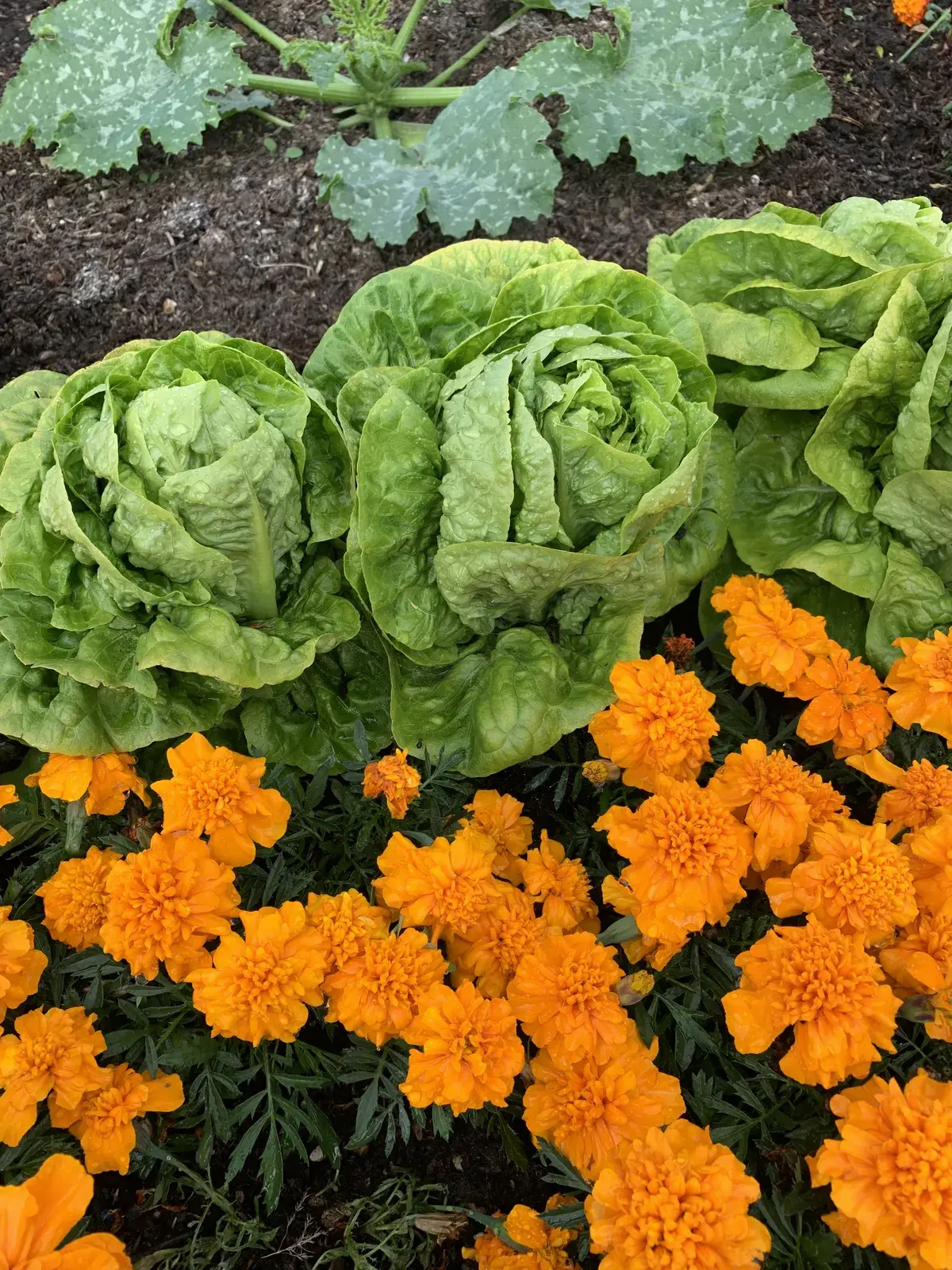 Lettuce