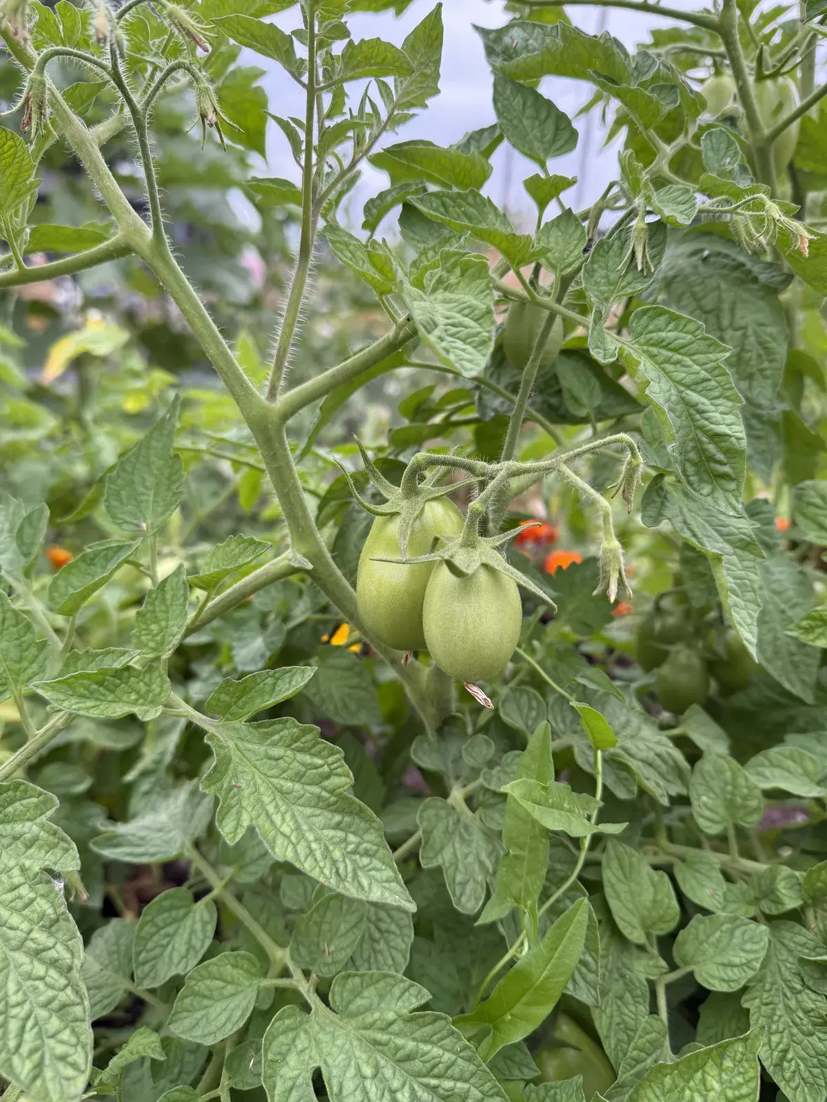 Tomatoes