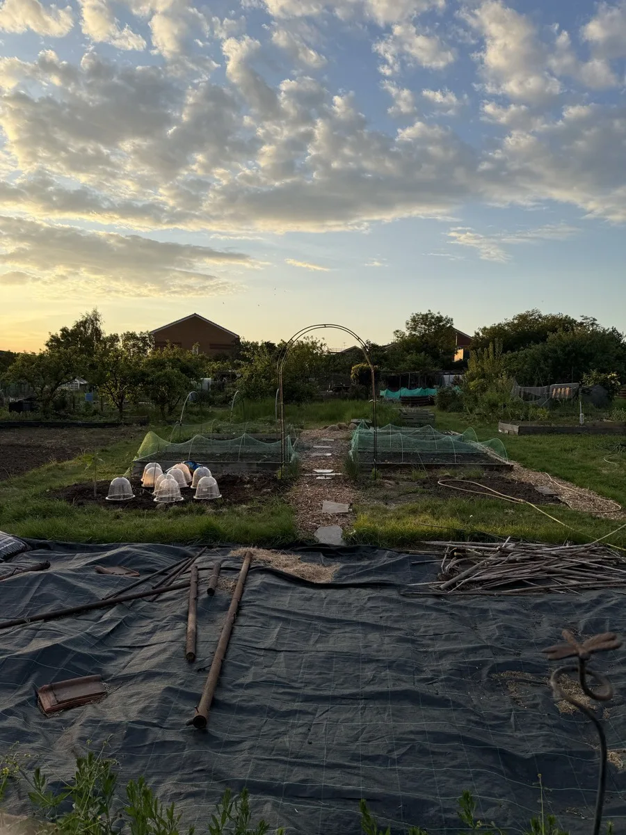 Cloches and netting protecting young plants on a UK allotment