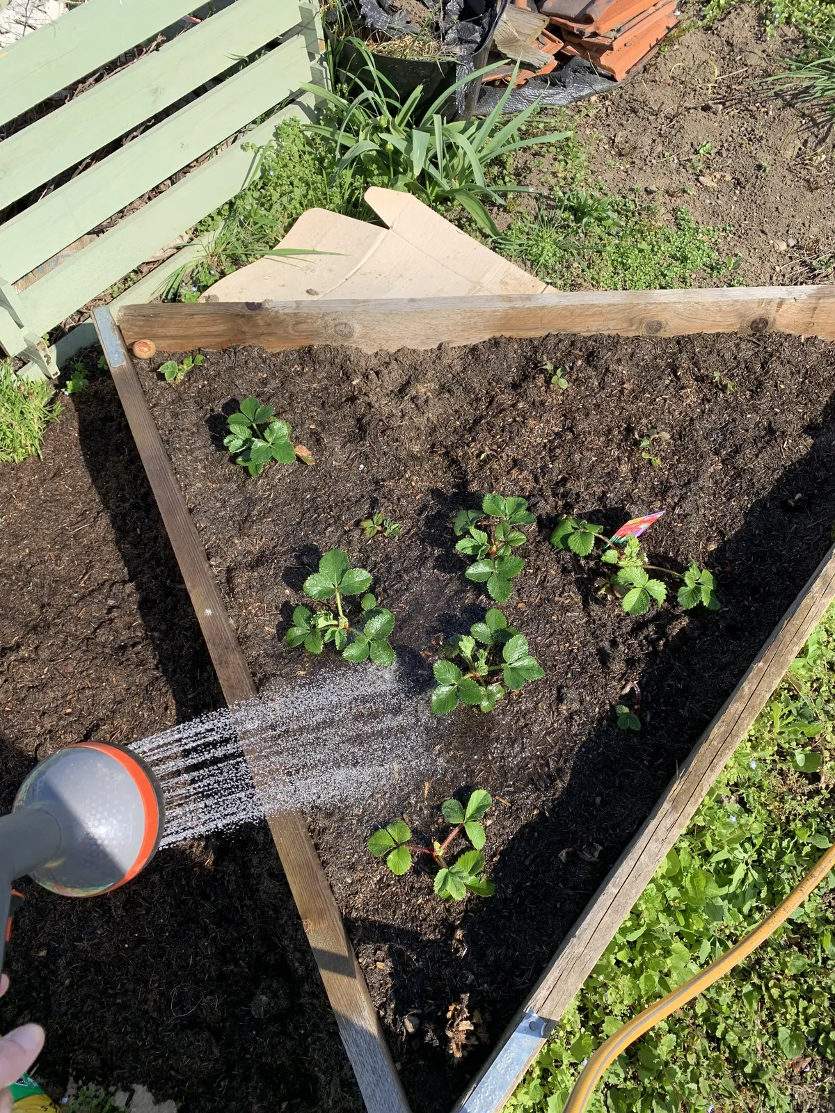 Watering a strawberry bed on a UK allotment